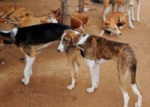 a place where dogs are bred reared trained