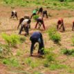 Osun inaugurates farm project, seeks   more partnership with private organisation