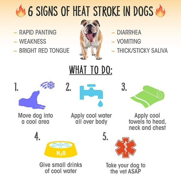 Heatstroke Dangers Signs And Treatment For Dogs